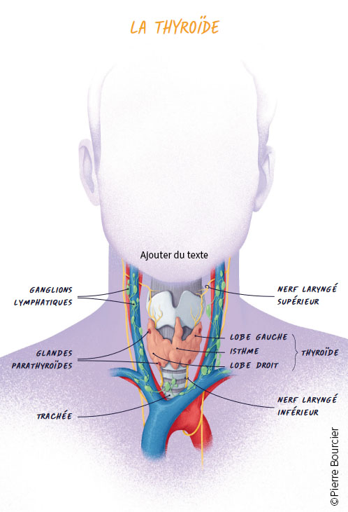 1 - La thyroïde